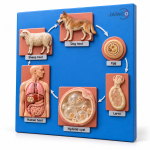 Life Cycle of Echinococcus Granulosus Model